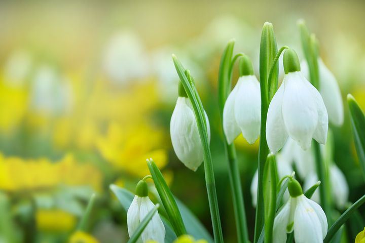 Quand planter des plantes à bulbes ?