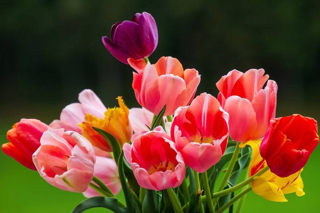 Pour quelles occasions faire appel à un fleuriste à Douai ?