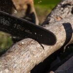 Pourquoi faire appel à un professionnel pour élaguer un arbre fruitier &nbsp;?